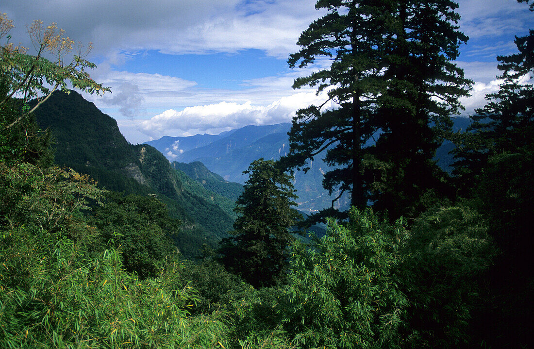 Urwälder in den Bergen unter Wolkenhimmel, Yushan Nationalpark, Taiwan, Asien