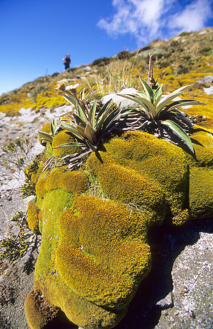 Alpine Vegetation entlang des Kepler Tracks im Sonnenlicht, Kepler Mountains, Südinsel, Neuseeland, Ozeanien