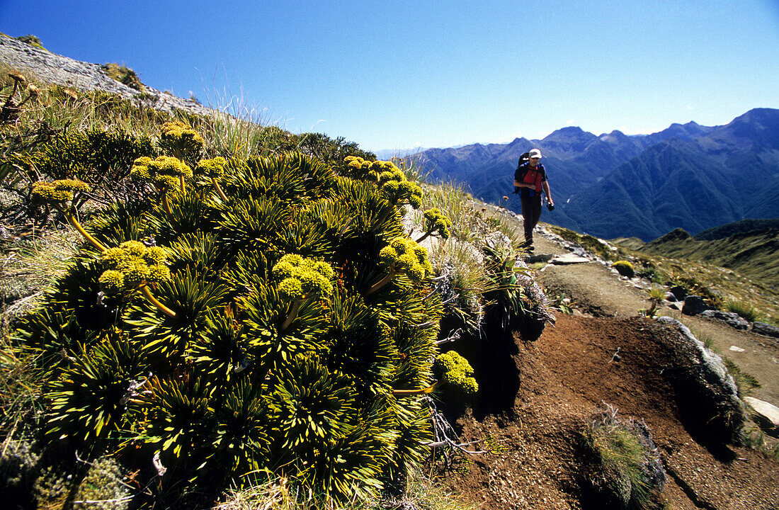 Alpine Vegetation im Sonnenlicht und ein Trekker auf dem Keppler Track, Fiordland Nationalpark, Südinsel, Neuseeland, Ozeanien