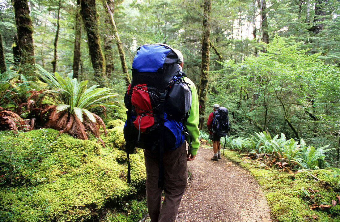 Trekker wandern auf dem Kepler Track in dichten Wäldern, Fiordland Nationalpark, Südinsel, Neuseeland, Ozeanien