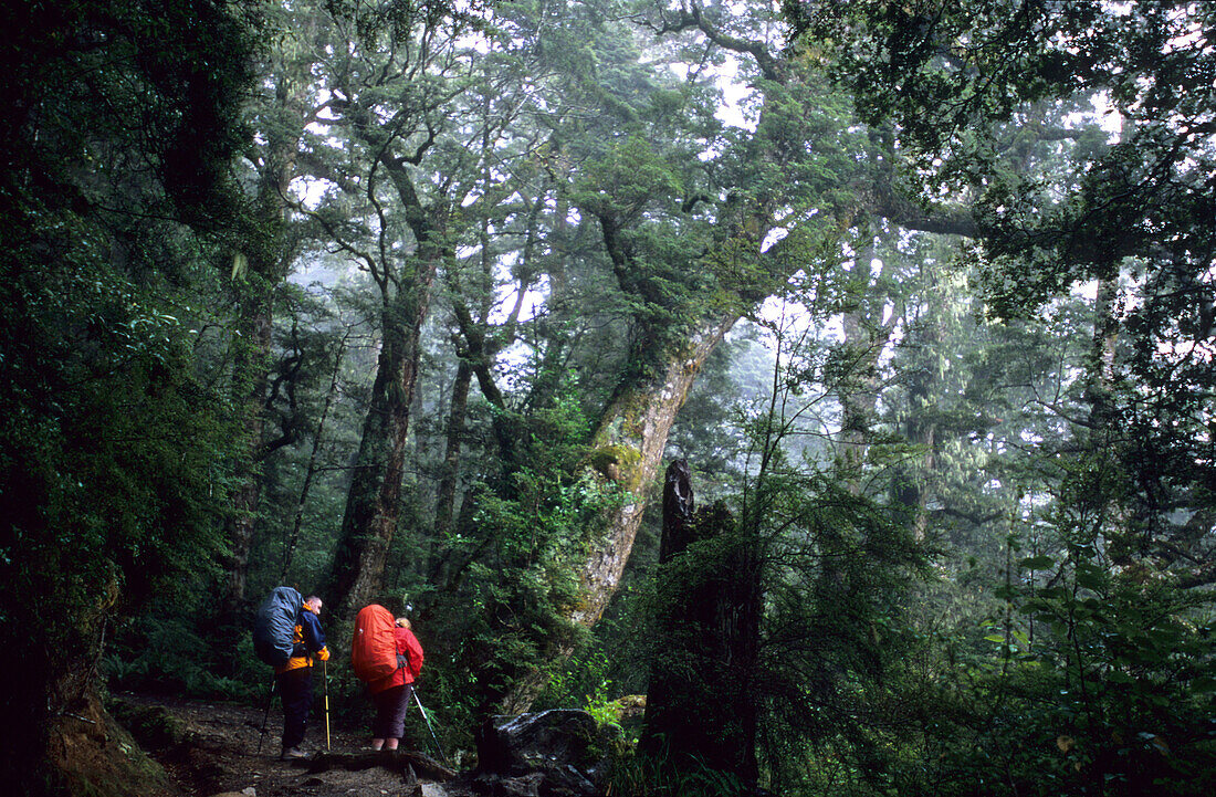 Trekker auf dem Kepler Track wandern durch dichten Wald, Fiordland Nationalpark, Südinsel, Neuseeland, Ozeanien