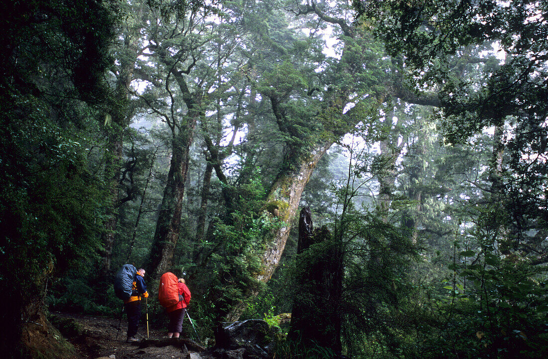 Trekkers on the Kepler Track hiking through a thick forest, Fiordland National Park, South Island, New Zealand, Oceania