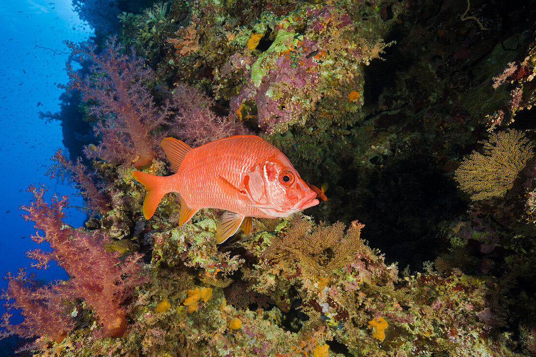 Husarenfisch am Korallenriff, Sargocentron spiniferum, Elphinestone Riff, Rotes Meer, Aegypten