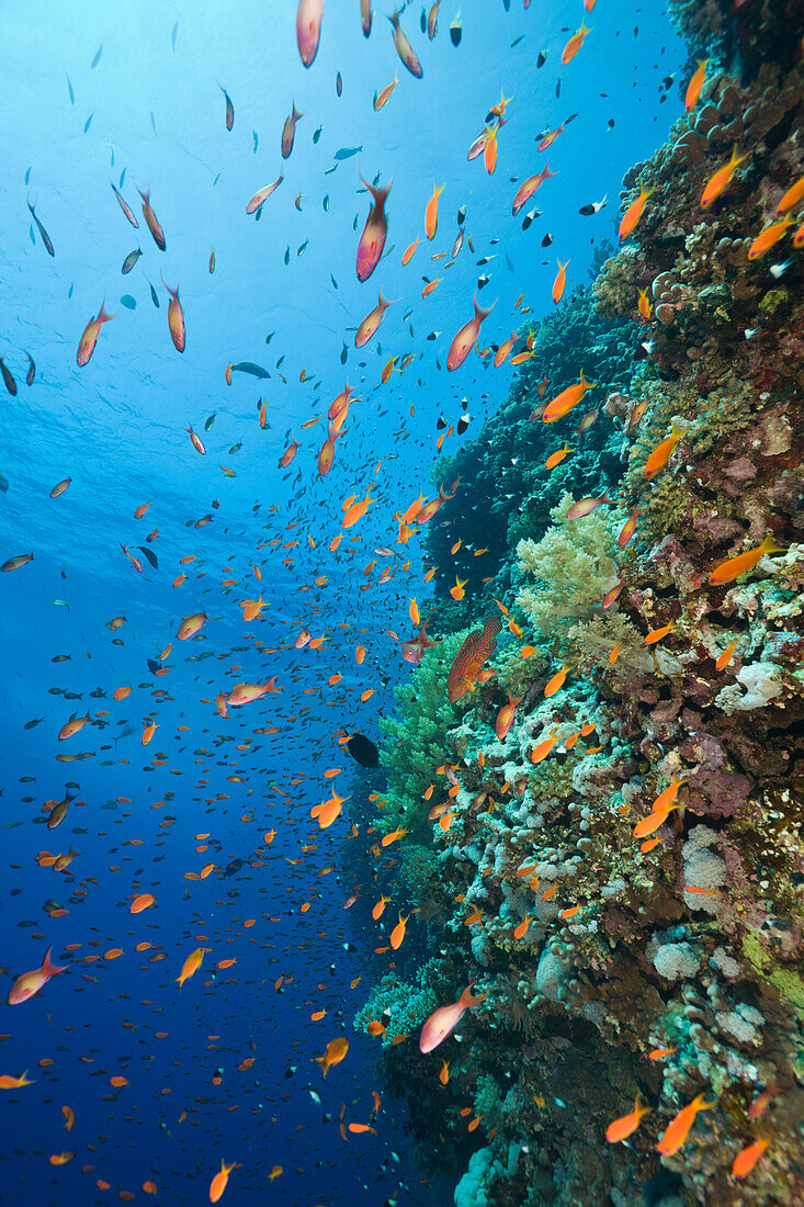 Anthias and Coral Reef, Pseudanthias squamipinnis, Daedalus Reef, Red Sea, Egypt