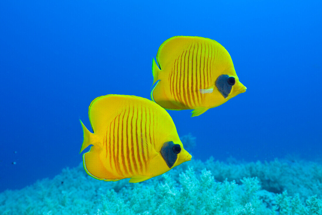 Paar Masken-Falterfische, Chaetodon semilarvatus, Daedalus Riff, Rotes Meer, Aegypten