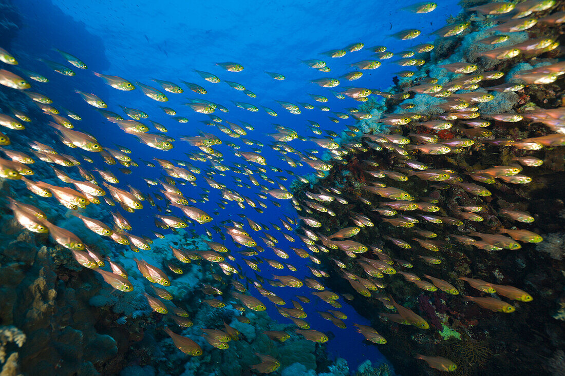 Schwarm Glasfische, Parapriacanthus, Daedalus Riff, Rotes Meer, Aegypten