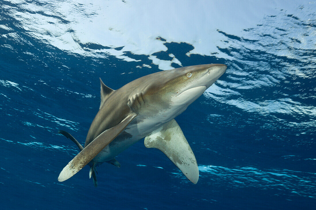 Ozeanischer Weissspitzen-Hochseehai, Carcharhinus longimanus, Brother Islands, Rotes Meer, Aegypten