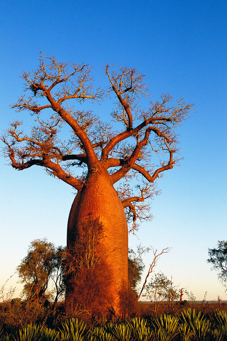 Za Baobab (Adansonia za). Berenty, South Madagascar