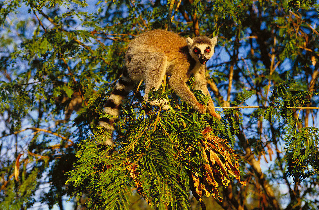 Ring-tailed lemur (Lemur catta). Madagascar