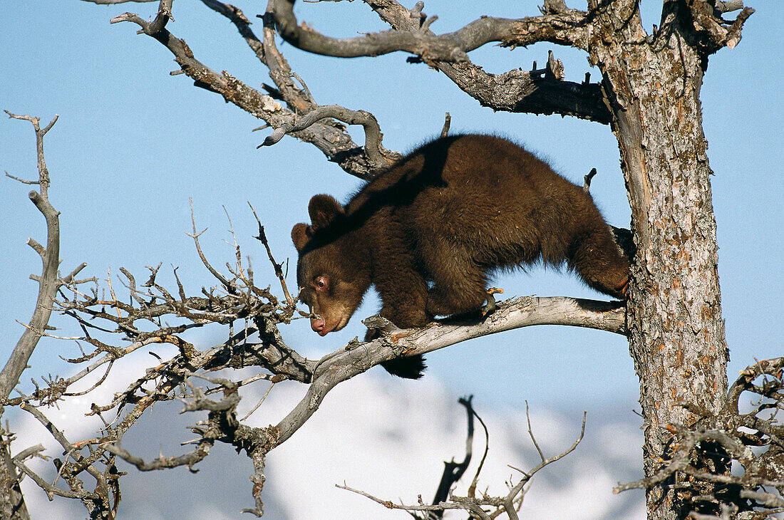 Black Bear (Ursus americanus), cub