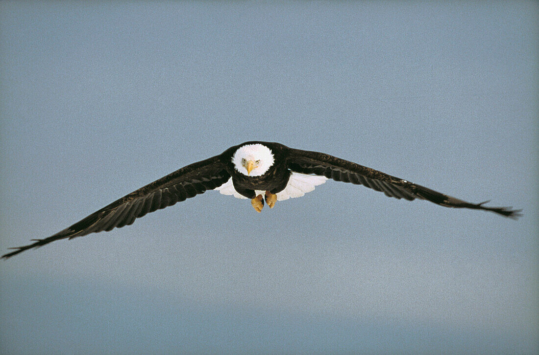 Bald Eagle (Haliaeetus leucocephalus)