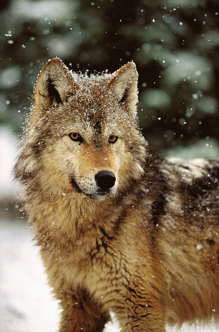 Wolf (Canis lupus)