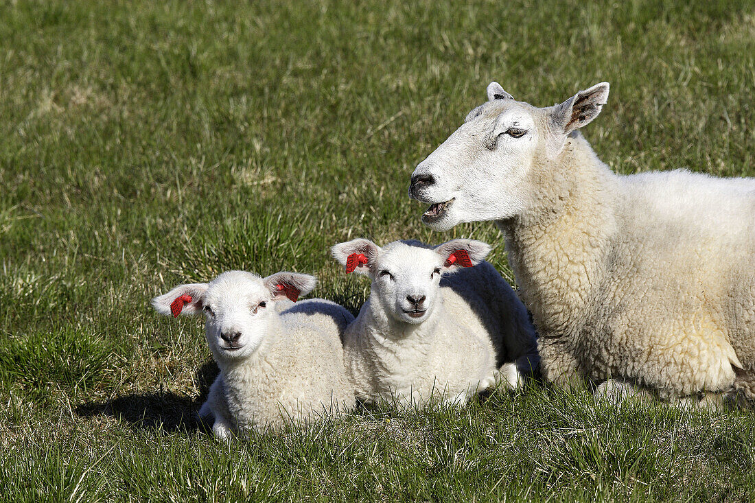Sheep and lambs. Norvege