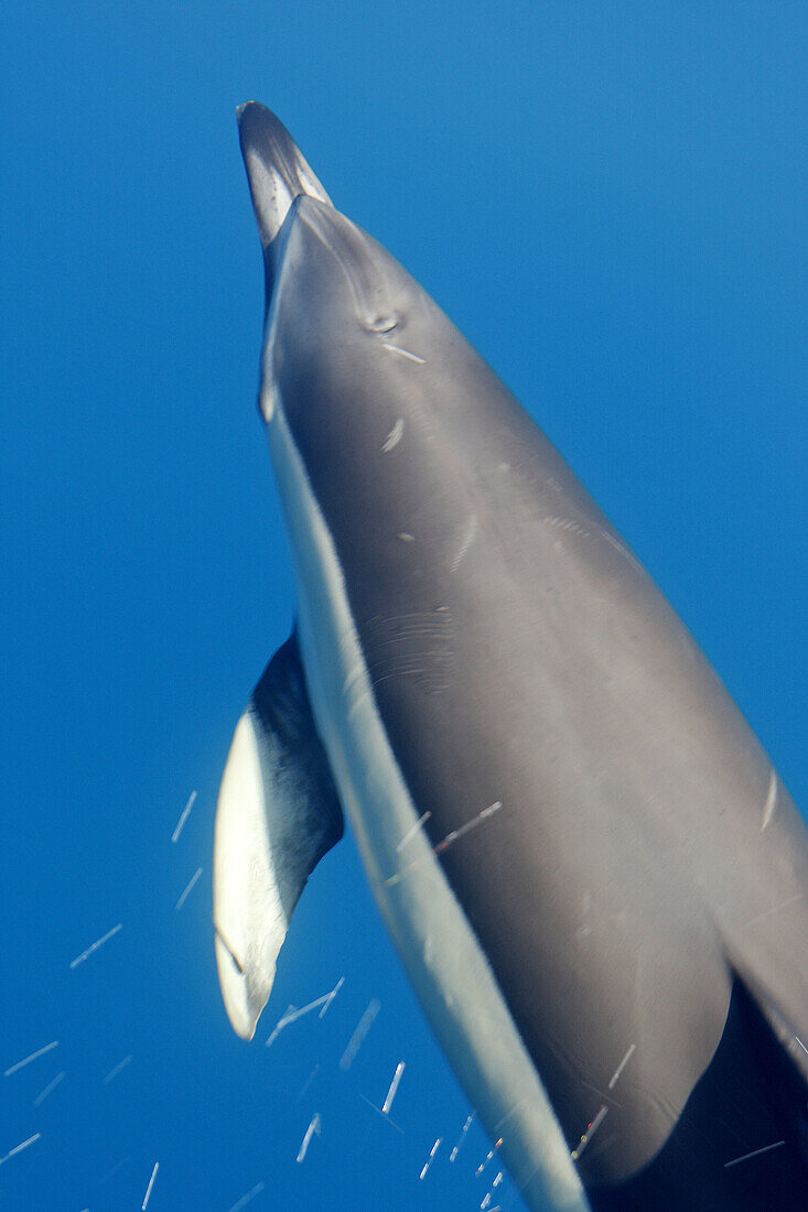 Common Dolphin in the strait of Gibraltar. Delphinus delphis