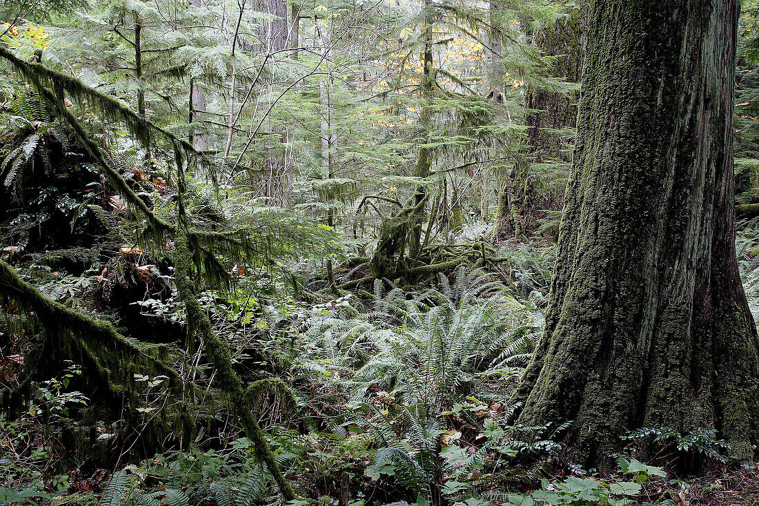 Cathedral Grove, temperate rain forest on Princess Royal Island. British Columbia, Canada