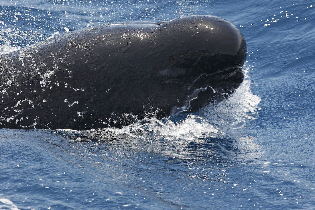 Pilot Whale in the strait of Gibraltar. Globicephala melas