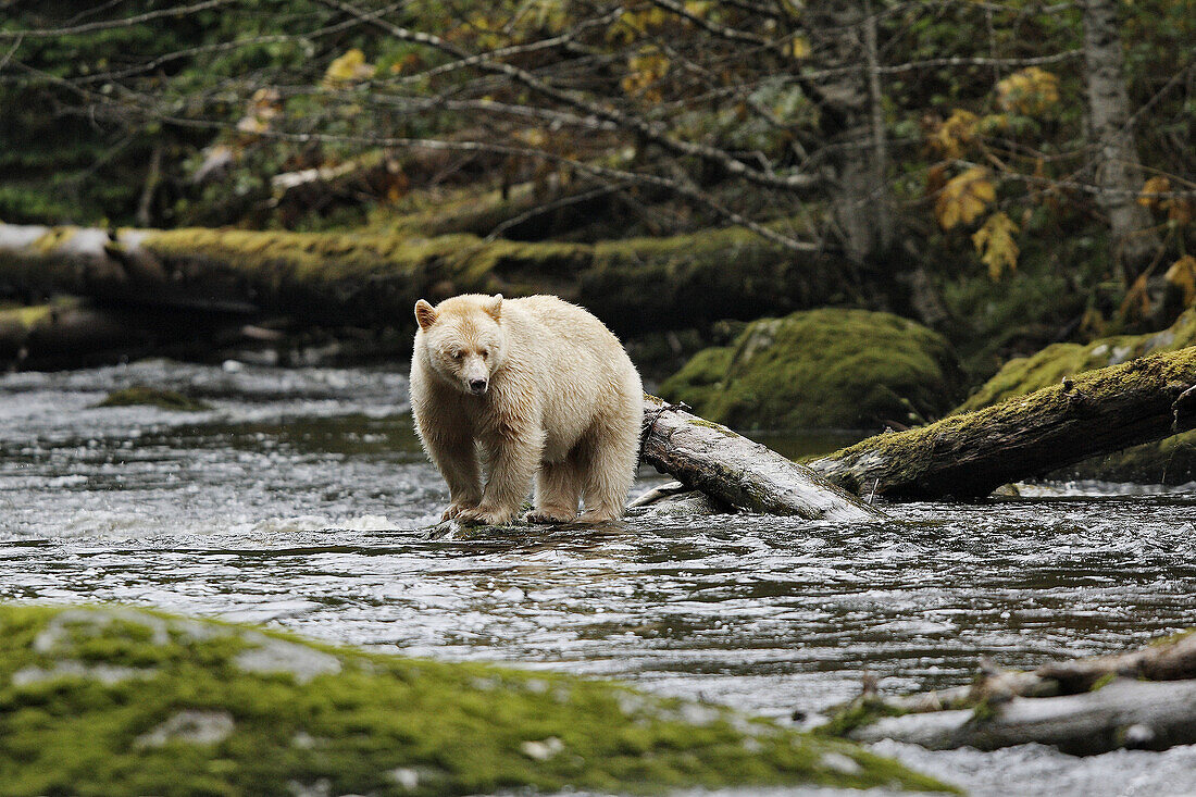 Puka bear (Ursus americanus kermodei). British Columbia, Canada