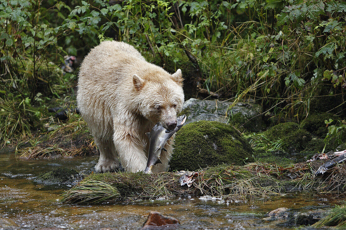 Puka bear (Ursus americanus kermodei) carrying fish. British Columbia, Canada