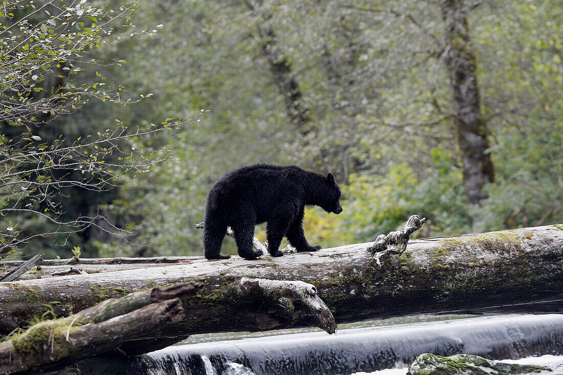 Black Bear (Ursus americanus). British Columbia, Canada