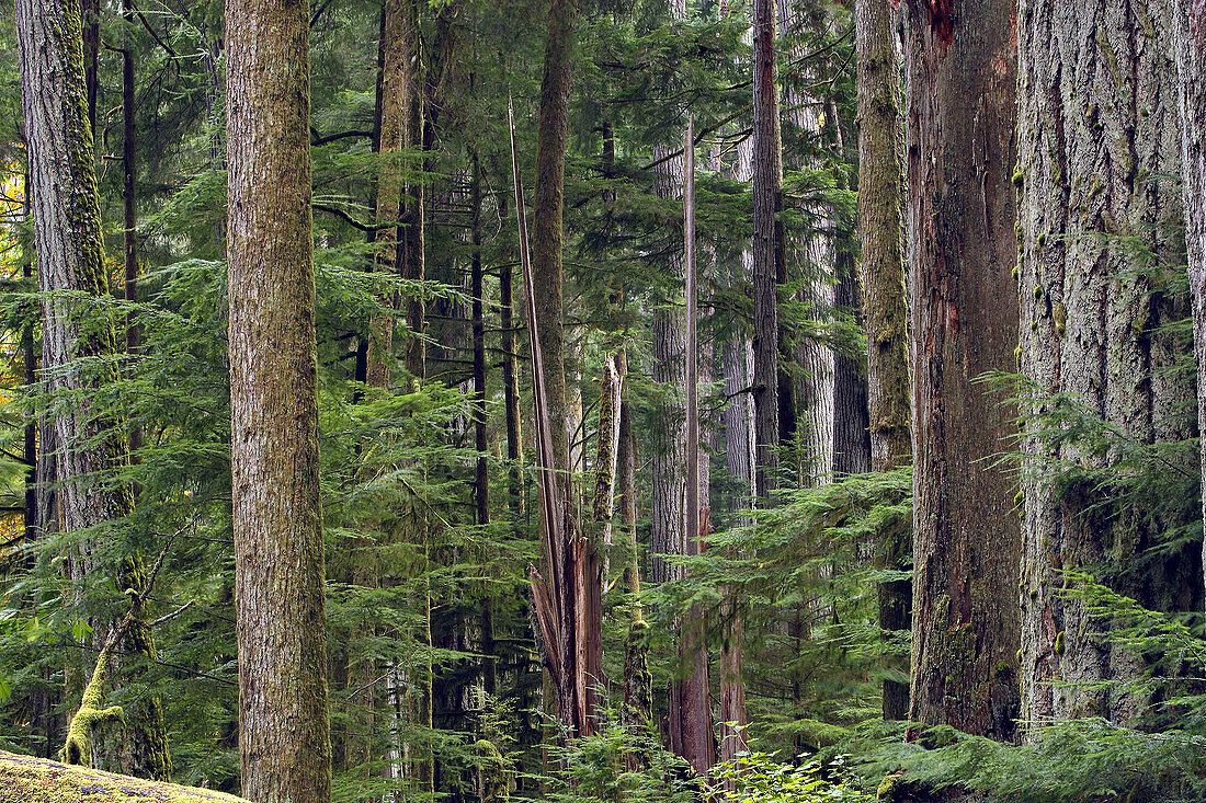 Cathedral Grove. Temperate rain forest on Princess Royal Island. British Columbia. Canada.