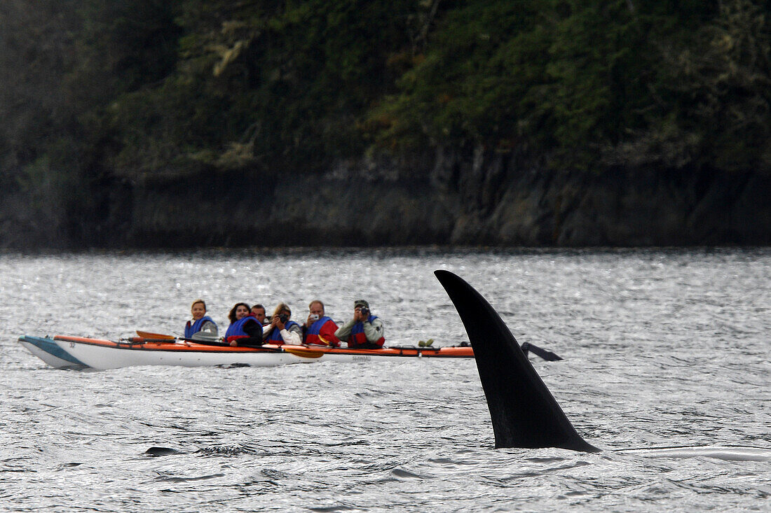 Kayak in the back. Orca. Killer whale (Orcinus orca) Family: Delphinidae. Order: Cetacea. Johnstone strait. British Columbia. Canada