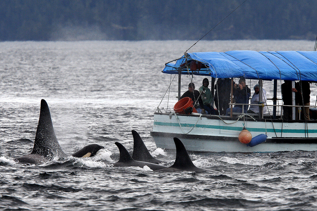 Orca. Killer whale (Orcinus orca) Family: Delphinidae. Order: Cetacea. Johnstone strait. British Columbia. Canada