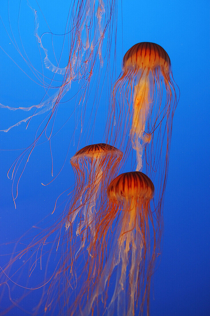 Japanese Sea nettle or North Pacific Sea Nettle (Chrysaora melanaster)