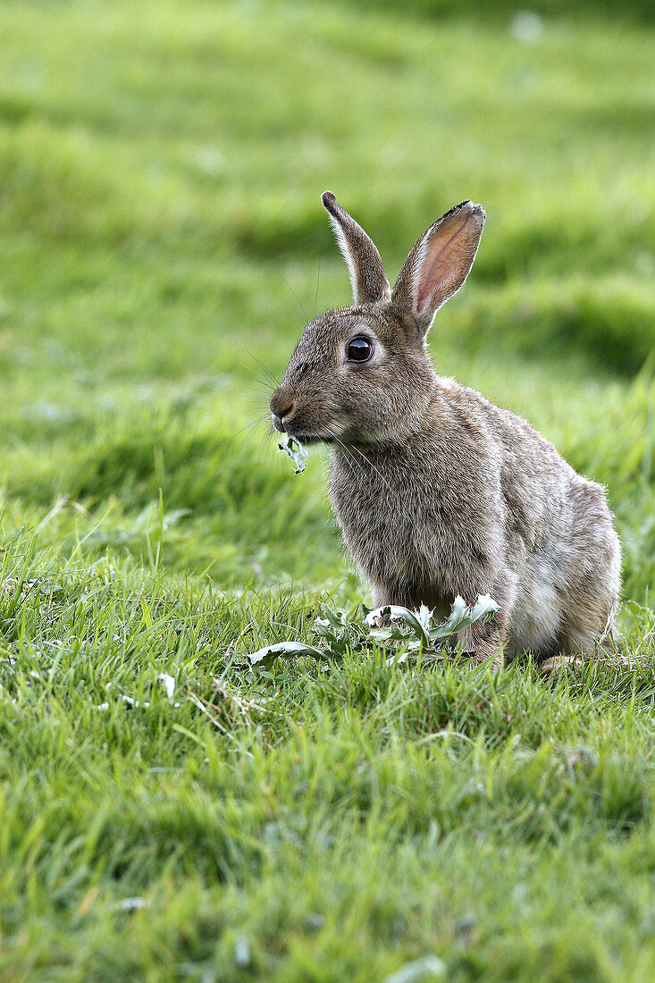 European Rabbit (Oryctolagus cuniculus)