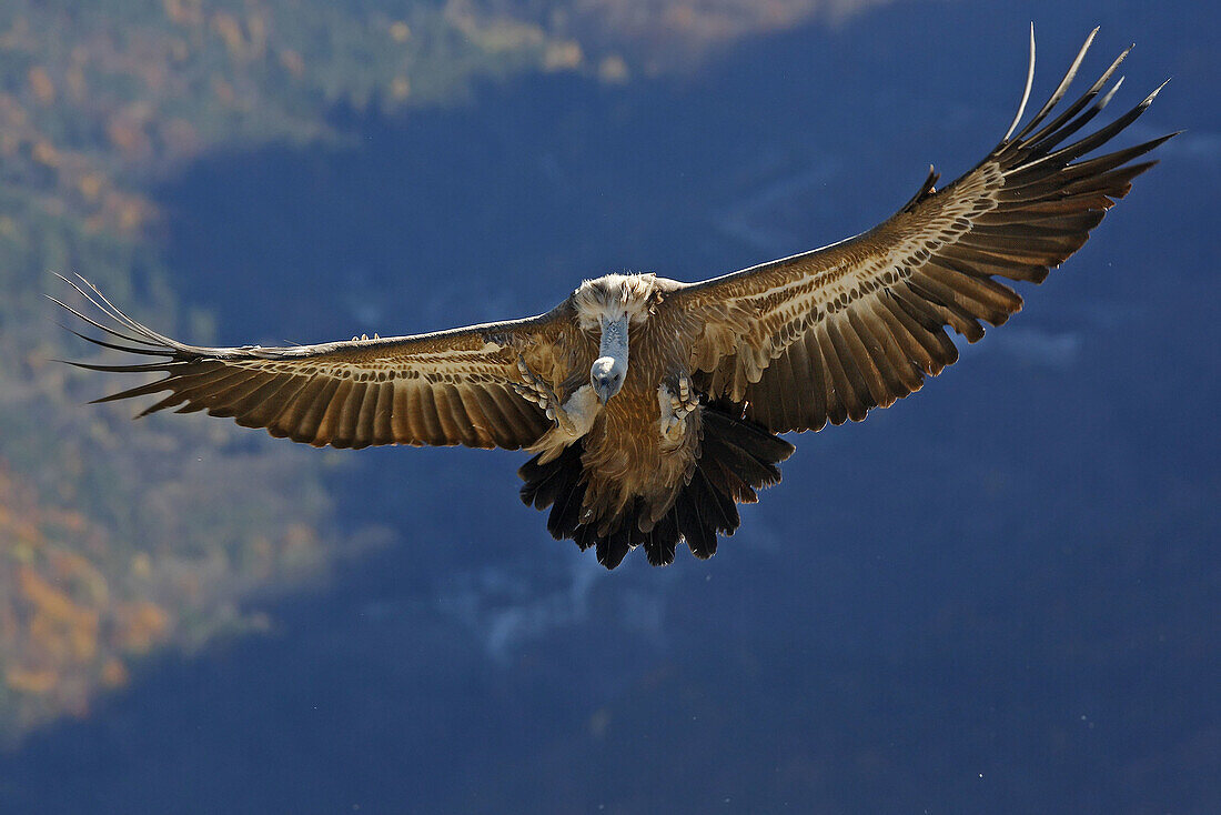 Eurasian Griffon Vulture (Gyps fulvus) in a feeding facility for necrophagous birds.