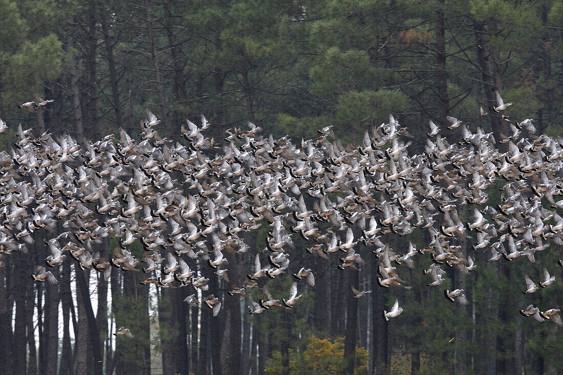 Wood pigeon (Columba palumbus). Landes. France.