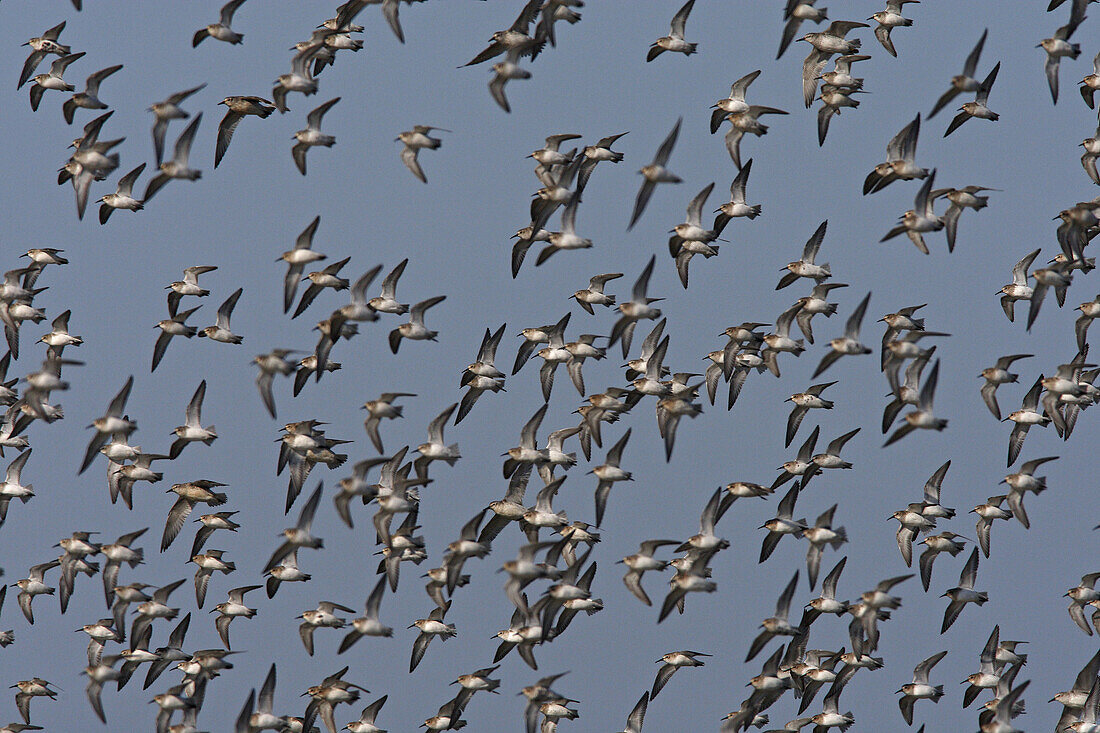 Dunlin (Calidris alpina), Black-tailed Godwit (Limosa limosa), Black-bellied Plover (Pluvialis squatarola) and Ringed Plover (Charadrius hiaticula). Parc ornithologique du Teich . Arcachon . Gironde . France