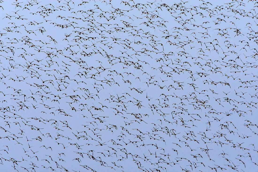 Dunlin (Calidris alpina), Black-tailed Godwit (Limosa limosa), Black-bellied Plover (Pluvialis squatarola) and Ringed Plover (Charadrius hiaticula). Parc ornithologique du Teich . Arcachon . Gironde . France