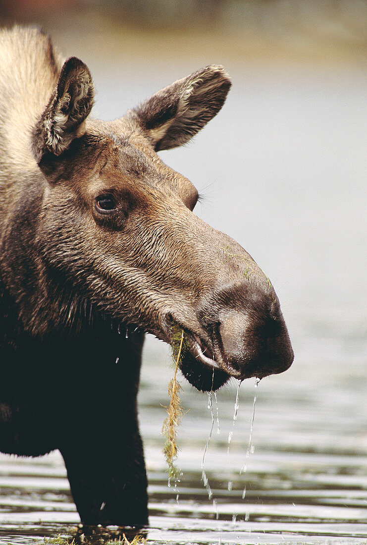 Moose (Alces alces), female. Georgetown Lake, Montana, USA