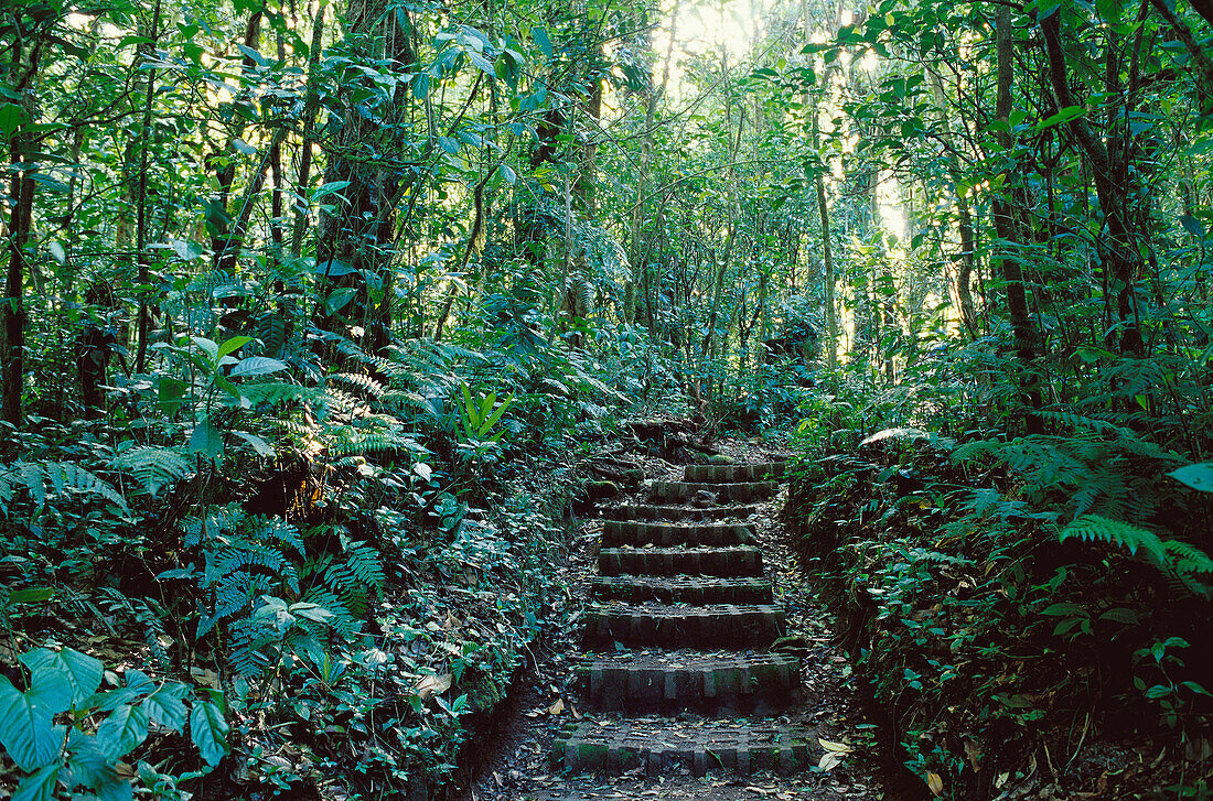 Stepped trail up a hill in Monteverde cloud forest Preserve. Tilaran Mountains, Costa Rica