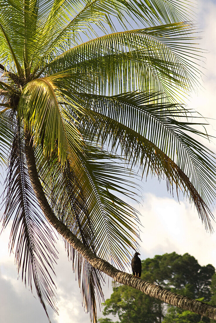 Corcovado National Park, Costa Rica