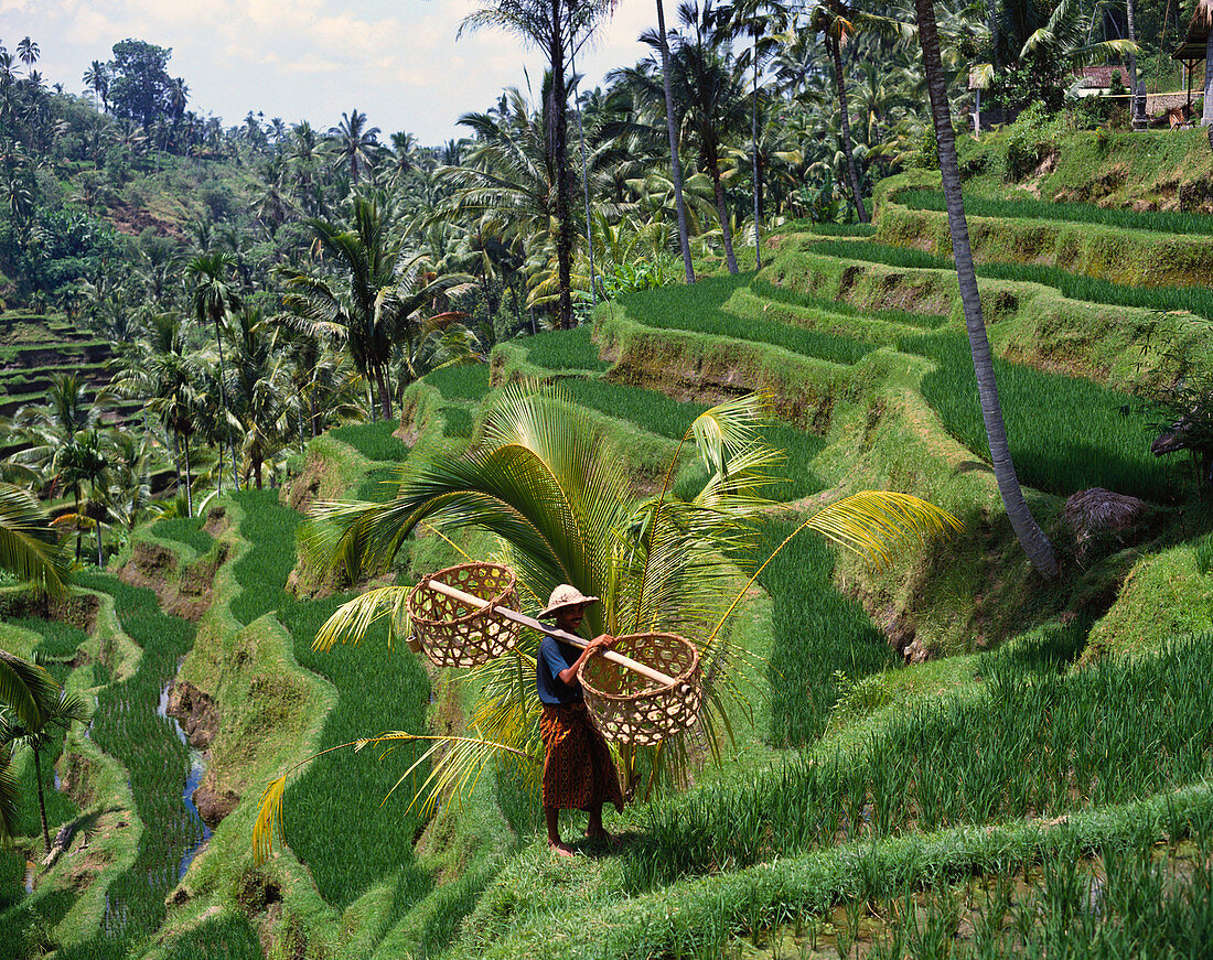 Rice terraces. Bali, Indonesia