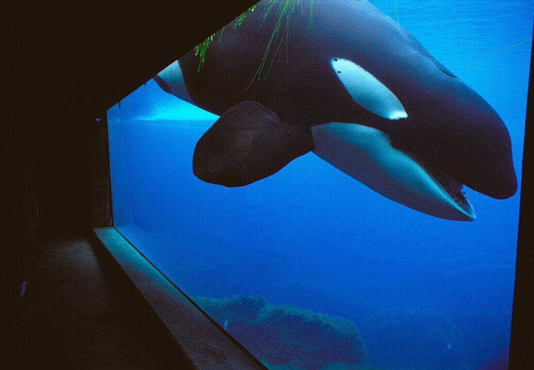 Killer Whale (Orcinus orca) -Keiko, the killer whale star of film 'Free Willy'-. Oregon Coast Aquarium, USA