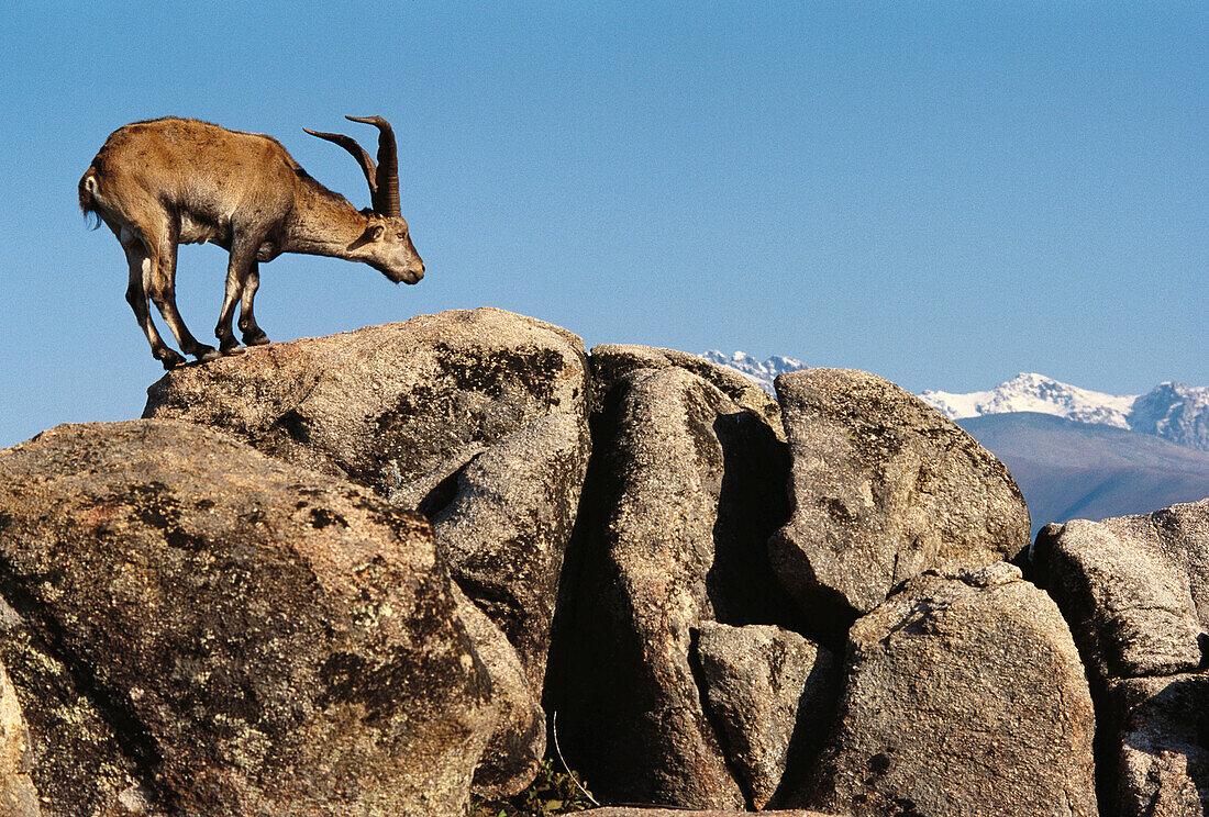 Spanish Ibex (Capra pyrenaica), male. Sierra de Gredos, Avila province, Castilla-Leon, Spain