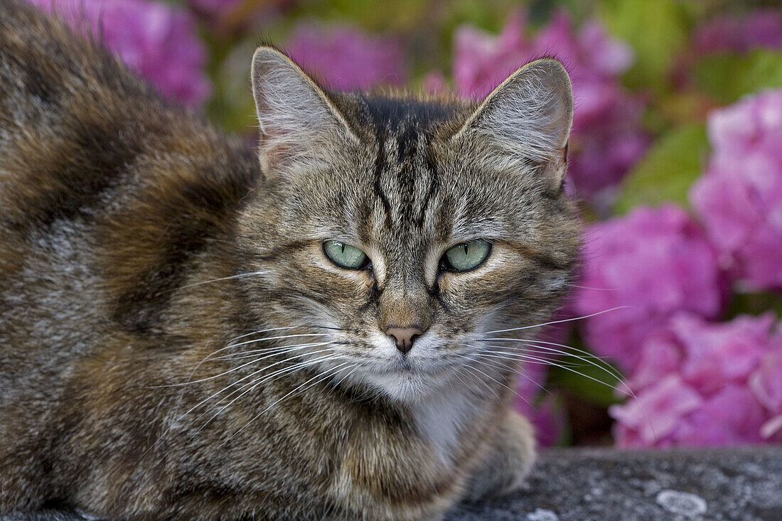 Domestic Cat (Felis catus) in Garden- England - UK