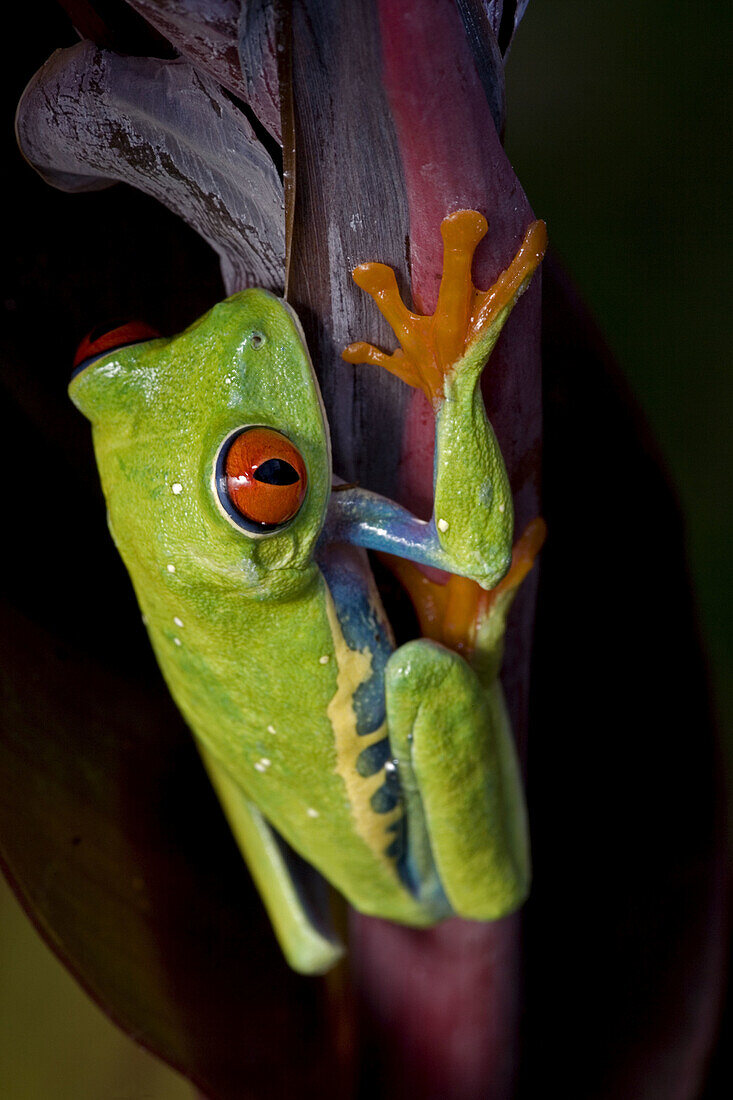 Red-eyed Treefrog (Agalychnis callidryas) - Captive - Native to South America