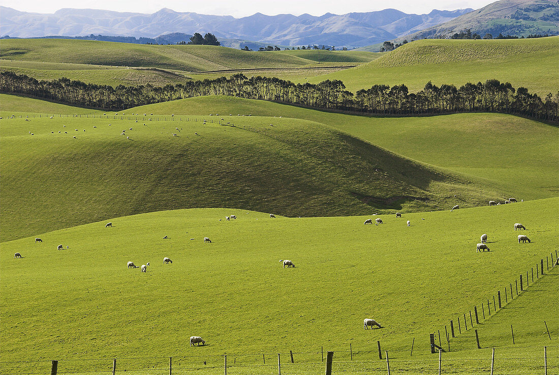 Sheep grazing on lush undulating pastures, Southland, New Zealand.
