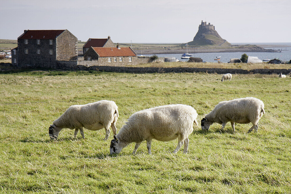 United Kingdom, England, Northumberland Heritage Coastline, Holy Island, Berwick-upon-Tweed, Lindisfarne Castle, North Sea. Grazing sheep.