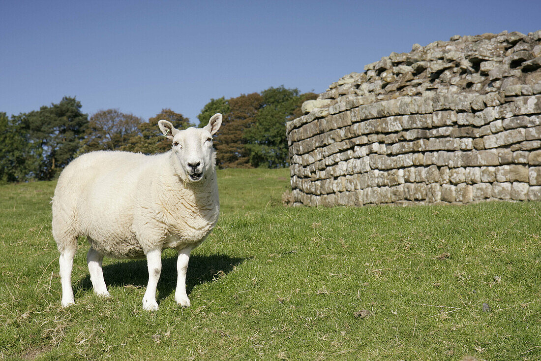 UK. England, Northumberland, Hexham, Hadrian's Wall, Housesteads Roman Fort, UNESCO World Heritage Site, National Trust, built AD122. Sheep.