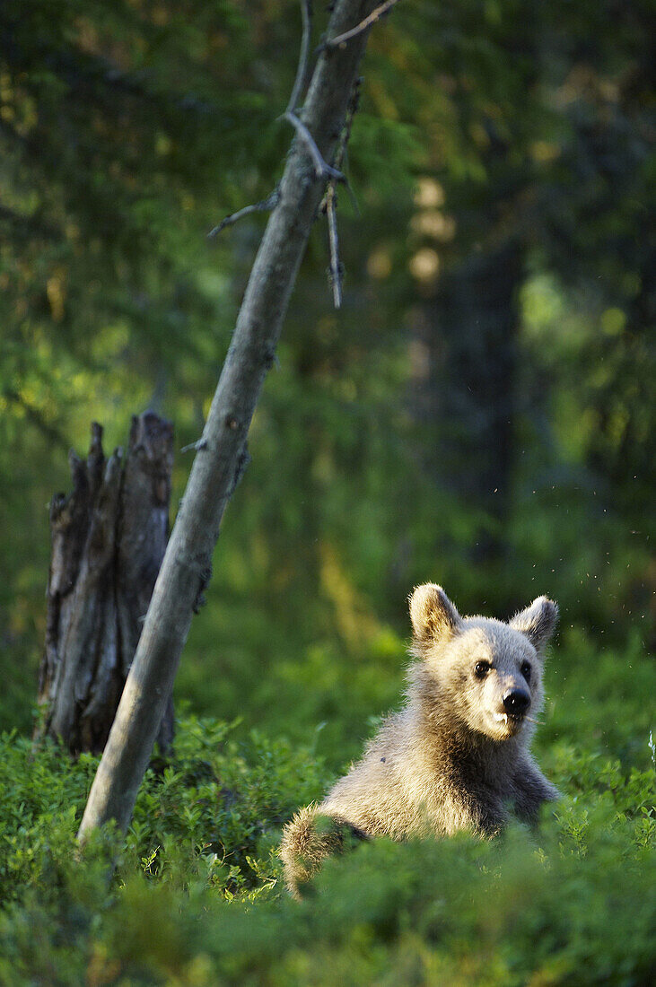 Animal, Animals, Bear, Bears, Brown Bear, Brown Bears, Color, Colour, Cub, Cubs, Daytime, exterior, Fauna, forest, forests, Mammal, Mammals, nature, One, One animal, outdoor, outdoors, outside, Pine, Pines, Pinus, Season, Seasons, Selective focus, Single,