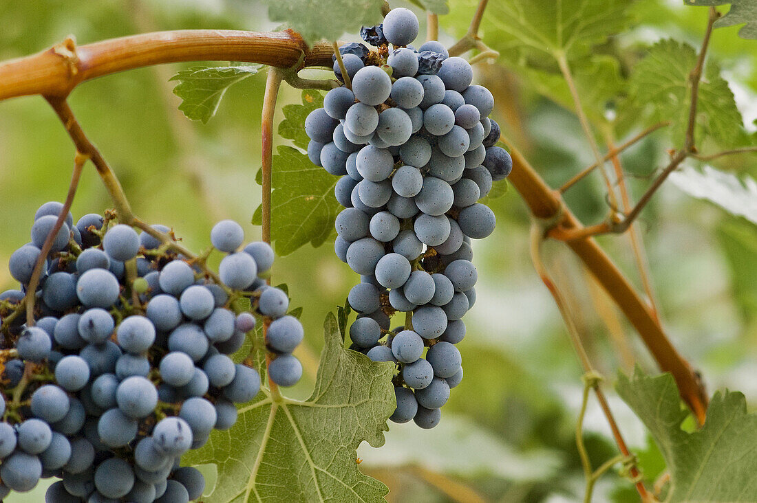 Wine grapes, Napa Valley, California