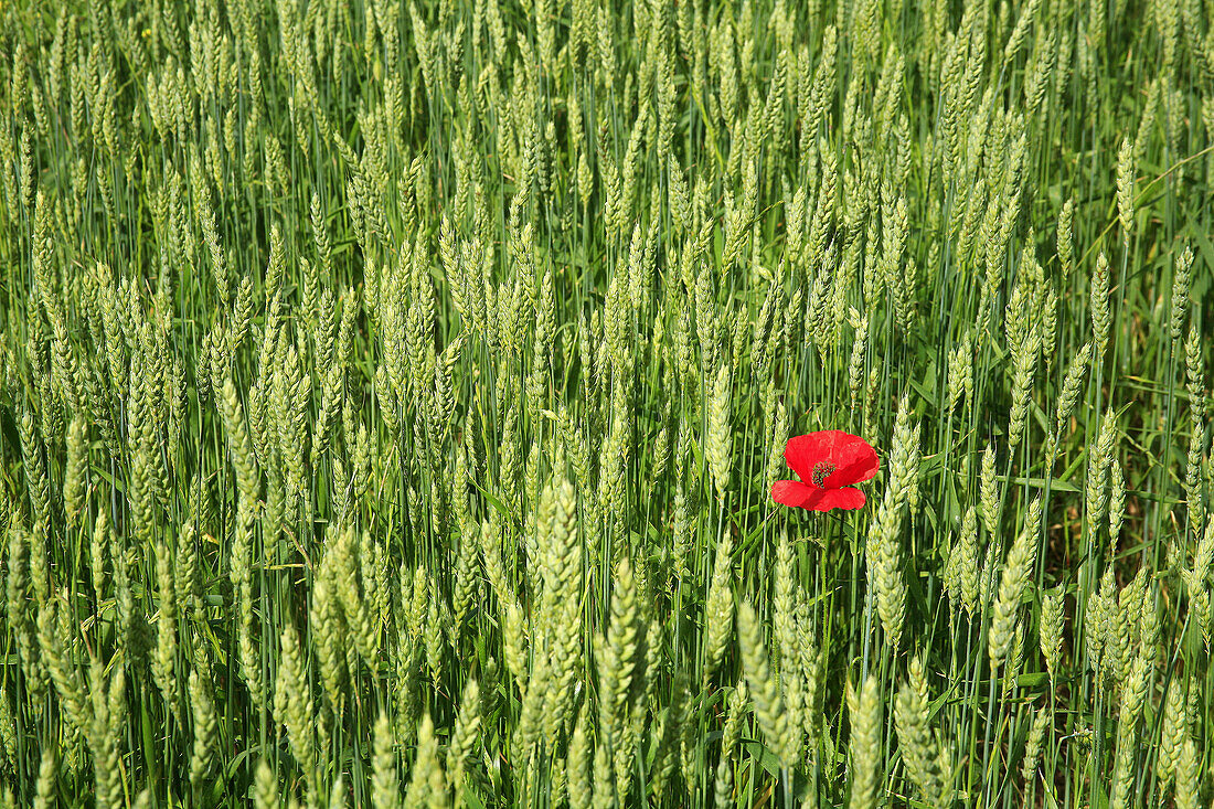 Cereal field and poppy. Soneja. Castellón province, Spain.