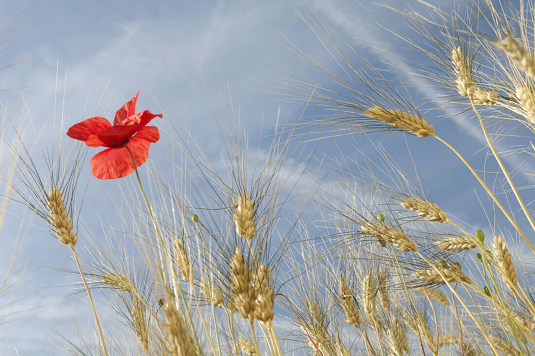 Wheat and Poppy (Papaver rhoeas), Plateau de Valensole, Valensole, Provence, France.