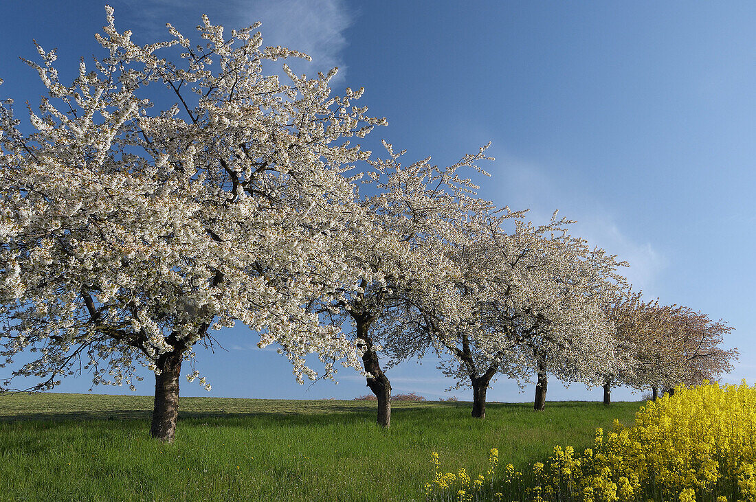 Blossoming Cherry Trees near Rape field, Gera, Thueringen, Germany
