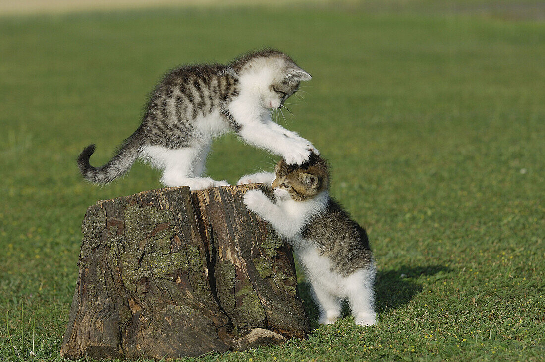 Two kitten playing on log  Bavaria, Germany, Europe