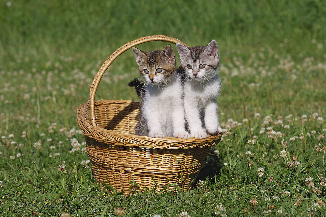 Kitten in Basket  Bavaria, Germany, Europe